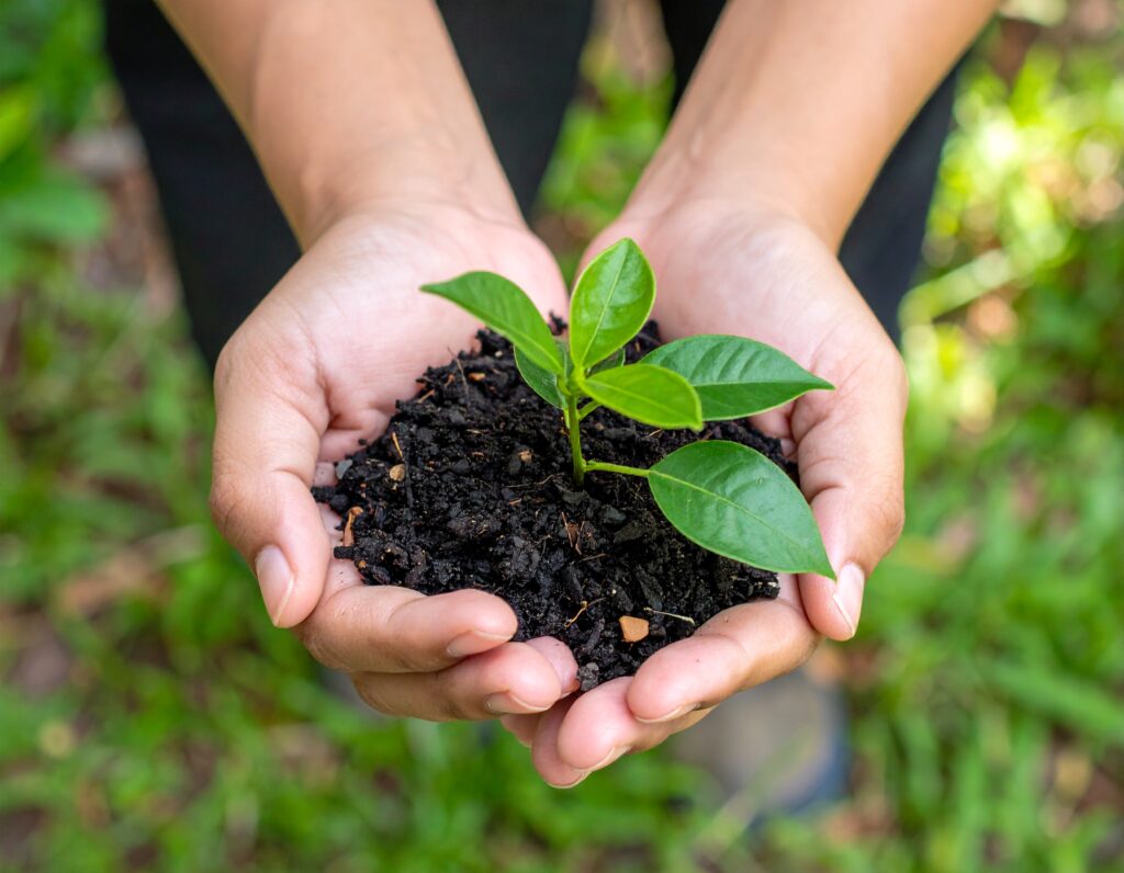alt="Hands holding rich soil with young green plant, representing Blue Spruce Botanicals' commitment to sustainable and natural ingredients in Texas"